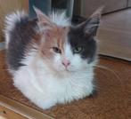 Female Mainecoon mit Stammbaum, Dieren en Toebehoren, Katten en Kittens | Raskatten | Langhaar, Poes, Gechipt, 0 tot 2 jaar