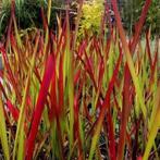 Imperata red Baron. Japans bloedgras P9, Tuin en Terras, Planten | Tuinplanten, Volle zon, Vaste plant, Siergrassen, Ophalen of Verzenden