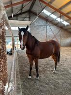 Project paard, Dieren en Toebehoren, Paarden, Ruin, Recreatiepaard