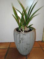 Sanseveria of Sansevieria ookwel Vrouwentong in zware pot, Overige soorten, Minder dan 100 cm, Ophalen of Verzenden, Halfschaduw