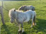 Mini Pintaloosa merrie, Dieren en Toebehoren, Merrie, A pony (tot 1.17m), Recreatiepony, 0 tot 2 jaar