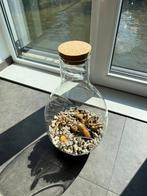 Open Terrarium- Glazen bloemenvaas incl. grond en steentjes, Huis en Inrichting, Kamerplanten, Ophalen of Verzenden, Overige soorten