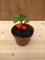 Lampionplant, Ophalen, Bodembedekkers, Vaste plant, Halfschaduw