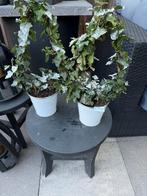 Klimop, Ophalen, Bloeit niet, Klimplanten, Halfschaduw