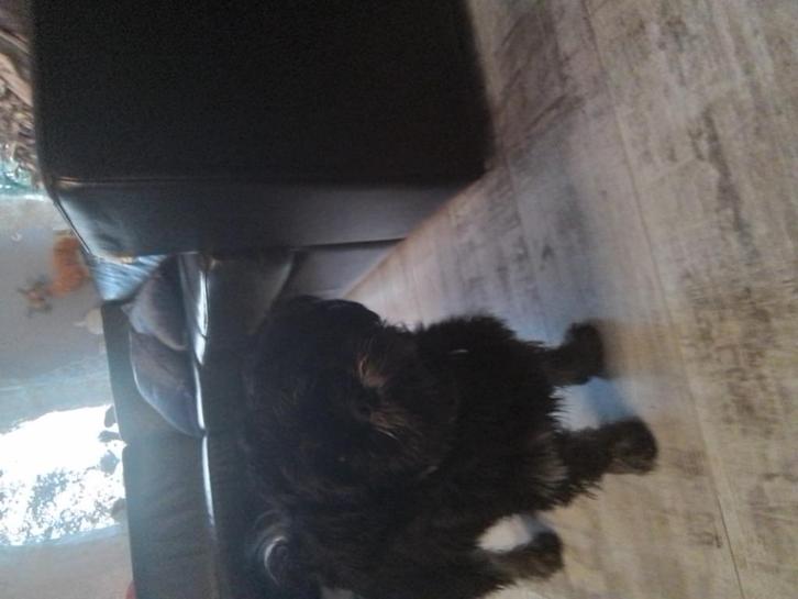 hondje Boomer kruizing Apso Lhasa Shih Tzu  te koop, Dieren en Toebehoren, Honden | Chihuahua's en Gezelschapshonden, Teef, Overige rassen