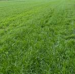 Grasland perceel landbouwgrond land hooiland gras op stam, Dieren en Toebehoren, Stalling en Weidegang, Weidegang