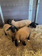 3 Suffolk stamboek rammen, Dieren en Toebehoren, Mannelijk, Schaap, 0 tot 2 jaar