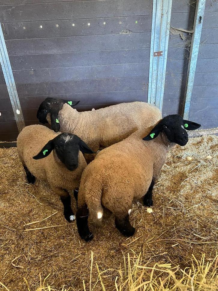 3 Suffolk stamboek rammen, Dieren en Toebehoren, Schapen, Geiten en Varkens, Schaap, Mannelijk, 0 tot 2 jaar