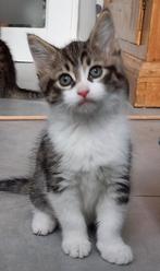 Prachtige Kittens MaineCoon X (nog 2 beschikbaar), Dieren en Toebehoren, Meerdere dieren, Ontwormd, 0 tot 2 jaar