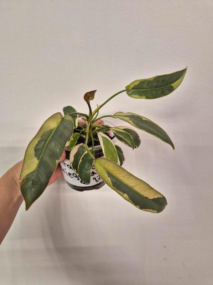 Philodendron Atabapoense Variegata, Huis en Inrichting, Kamerplanten, Minder dan 100 cm, Halfschaduw, Ophalen of Verzenden