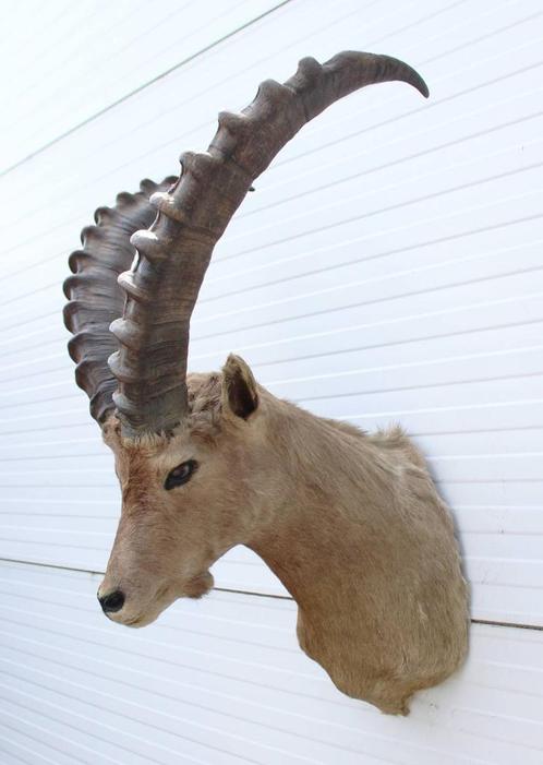 Opgezette kop ALPEN STEENBOK (Capra ibex) - ref. B, Verzamelen, Dierenverzamelingen, Gebruikt, Opgezet dier, Wild dier, Ophalen
