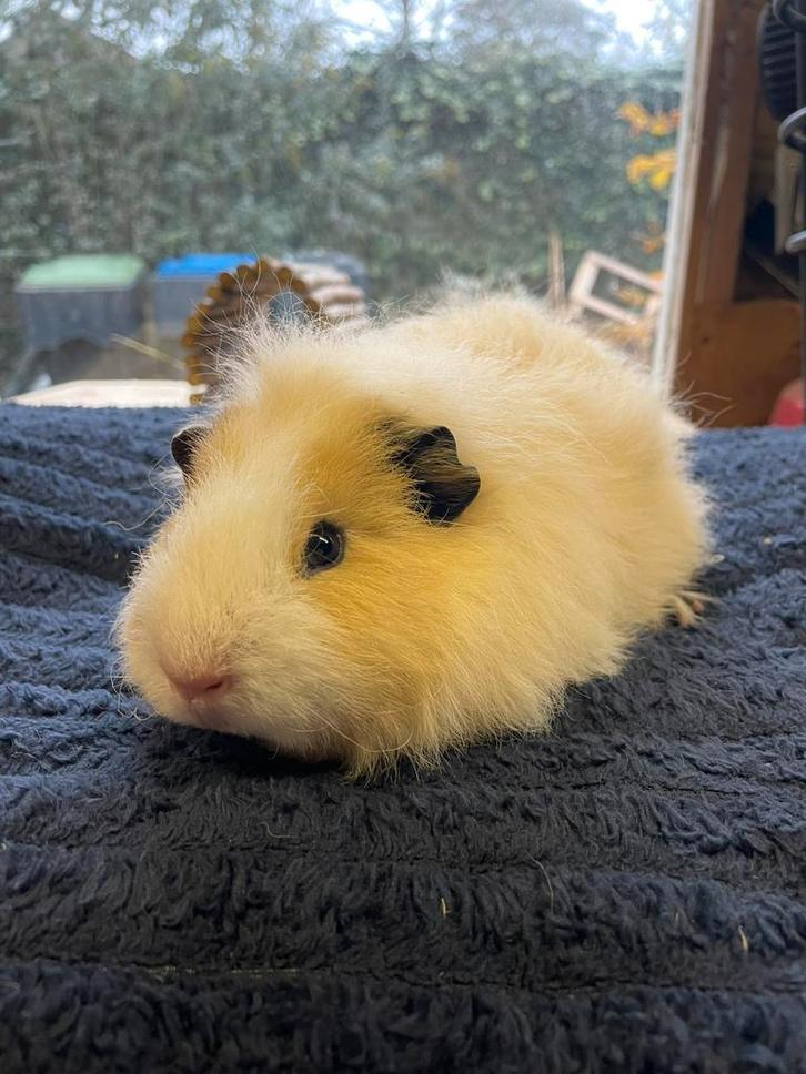 Ch teddy broertjes, Dieren en Toebehoren, Knaagdieren, Mannelijk, Cavia, Augustus