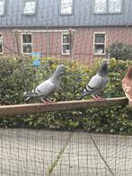 5 x m/v duif grijs, Dieren en Toebehoren, Vogels | Duiven, Vrouwelijk