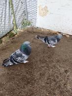 Vogels takla