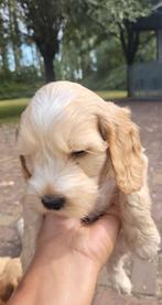 Cockapoo f1, reu blond bijna 8 weken oud beide ouders getest, 8 tot 15 weken, Eén hond, Nederland, Fokker | Hobbymatig