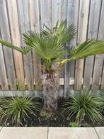 Trachycarpus Fortunei Palmboom - 80cm Stamhoogte, Tuin en Terras, Planten | Bomen, Bloeit niet, Minder dan 100 cm, Palmboom, Ophalen