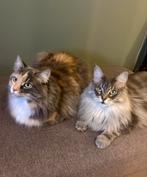 2 onwijs lieve maine coon poezen | moeder & dochter,, Poes, Ingeënt