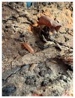 Porcellio isopodmix, Dieren en Toebehoren, Insecten en Spinnen, Overige soorten