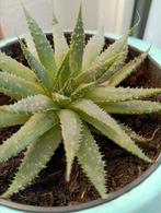 Aloe vera ., Huis en Inrichting, Kamerplanten, Vetplant, Ophalen of Verzenden, Minder dan 100 cm, Bloeiende kamerplant