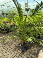Grote Phoenix Palm – 200 cm Hoog – Tropische Blikvanger, Ophalen, Gehele jaar, Halfschaduw, Zaad