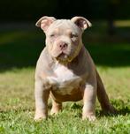 Tricolor American Bully pocket pups, Amerikaanse Bully❤️, Dieren en Toebehoren, Overige rassen, 8 tot 15 weken, Meerdere, Meerdere dieren