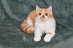 Darian – Cinnamon Carrier British Shorthair Boy (d 03), Poes, Gechipt, 0 tot 2 jaar