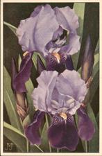 VHK, Jan Voerman, Iris 1935, Verzamelen, Ansichtkaarten | Themakaarten, Verzenden, 1920 tot 1940, Ongelopen, Overige thema's