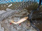 Mooie witte koi karper, Dieren en Toebehoren, Vissen | Vijvervissen, Karper of Koi