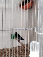 Japanse meeuw, Dieren en Toebehoren, Mannelijk, Tropenvogel
