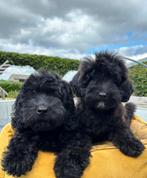 Labradoodle medium pups, Dieren en Toebehoren, Honden | Retrievers, Spaniëls en Waterhonden, Nederland, 15 weken tot 1 jaar, Overige rassen
