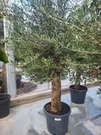 Olijfbomen actie !!, Volle zon, Ophalen of Verzenden, 100 tot 250 cm, Olijfboom