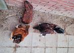 Sabelpoot kippen, Dieren en Toebehoren, Pluimvee, Mannelijk, Kip