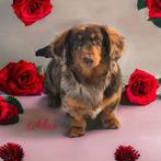 Dwergteckel / dachshund DEKREUTJES EMBARK GETEST!, Rabiës (hondsdolheid), Meerdere, 1 tot 2 jaar, Fokker | Professioneel