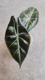 Alocasia Pink Dragon, Huis en Inrichting, Kamerplanten, Ophalen of Verzenden, Halfschaduw, Minder dan 100 cm