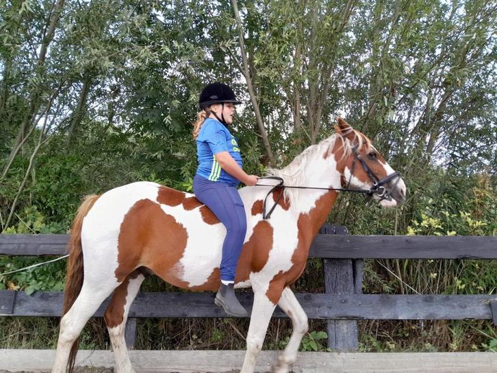 Verzorgpony gezocht, Dieren en Toebehoren, Paarden en Pony's | Verzorgingsproducten, Ophalen of Verzenden