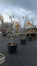 Jonge Conference laagstam fruitbomen, Tuin en Terras, Ophalen, Lente, Volle zon, 100 tot 250 cm