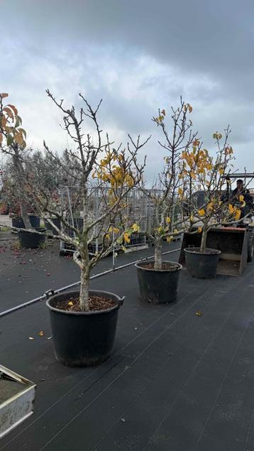 Jonge Conference laagstam fruitbomen beschikbaar voor biedingen
