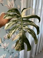 Monstera albo variegata stekje groot, Huis en Inrichting, Kamerplanten, Overige soorten, Minder dan 100 cm, Groene kamerplant