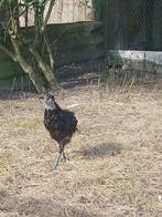 Fazanten te koop., Dieren en Toebehoren, Pluimvee, Meerdere dieren, Overige soorten