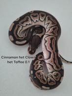 Ball Python regius 0.1 2025, Dieren en Toebehoren, Slang, 0 tot 2 jaar