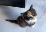 Prachtige Maine coon kittens MET stamboom, Dieren en Toebehoren, Katten en Kittens | Raskatten | Langhaar, Meerdere dieren, Gechipt