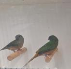 Indische nonpareil, Dieren en Toebehoren, Meerdere dieren, Tropenvogel, Geringd