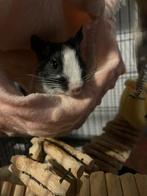 Goed huisje gezocht voor 1 Degoe vrouw, Ophalen, Zo goed als nieuw, Overige typen