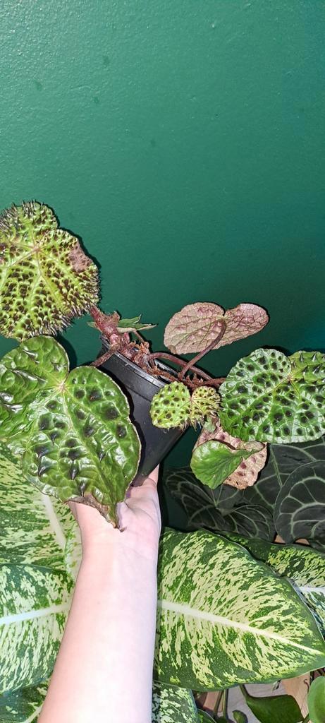 Begonia ferox, Huis en Inrichting, Kamerplanten, Overige soorten, Minder dan 100 cm, Groene kamerplant, Halfschaduw, In pot, Ophalen