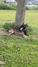 Dekreu Belgische Herder beschikbaar – 1 jaar oud, gezond en, Dieren en Toebehoren, België, Particulier, Rabiës (hondsdolheid)