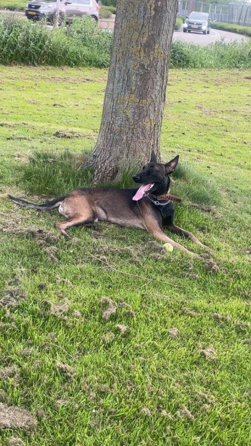 Dekreu Belgische Herder beschikbaar – 1 jaar oud, gezond en, Dieren en Toebehoren, Honden | Dekreuen, Reu, Particulier, Eén hond