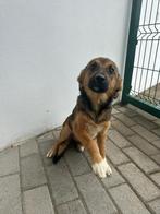 Abby pup teefje, Particulier, Rabiës (hondsdolheid), 8 tot 15 weken, Buitenland