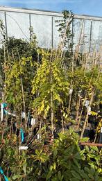 Wisteria’s of blauwe regens  blauw - roze -  wit  2 maten, Ophalen, Vaste plant, Halfschaduw, Klimplanten