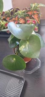 Peperomia Raindrop Variegata, Huis en Inrichting, Kamerplanten, Ophalen of Verzenden, Overige soorten, Minder dan 100 cm