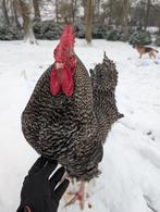 Haan (is gewend aan mensen en honden), Dieren en Toebehoren, Mannelijk, Kip
